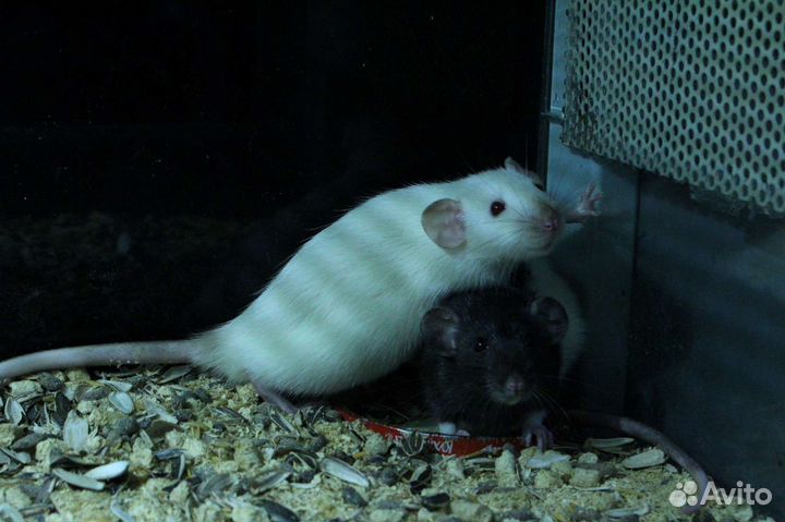 Крысы декоративные