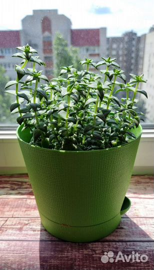 Комнатные растения Крассула перфората