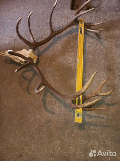 Рога благородного оленя