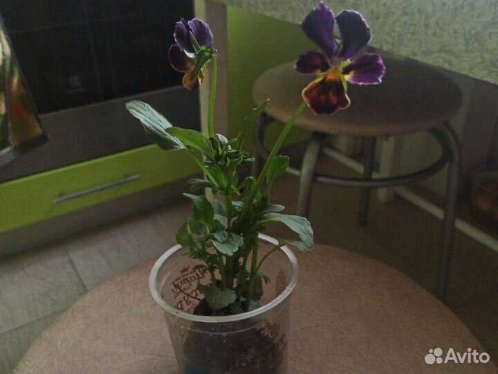 Анютины глазки