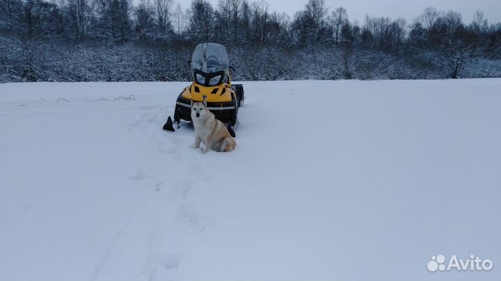 Снегоход ски до Тундра