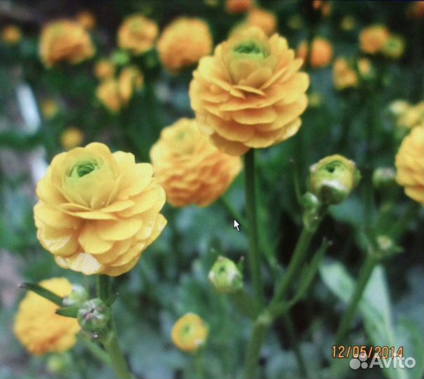 Многолетники