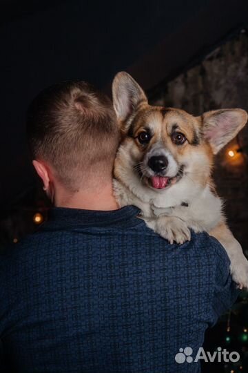 Фотосессия с корги