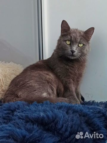 Кошка стерилизованная умная