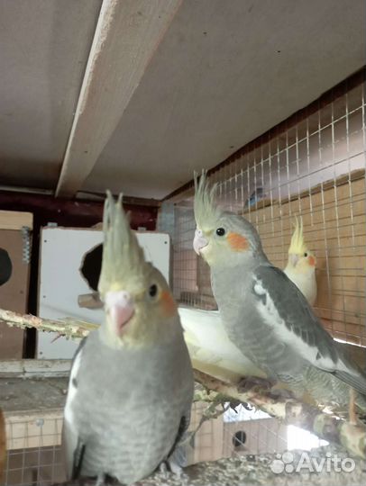 Попугай корелла