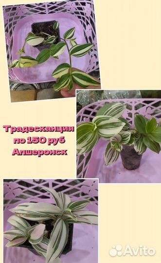 Комнатные растения