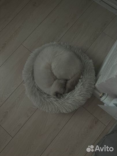 Вязка с шотландским котом