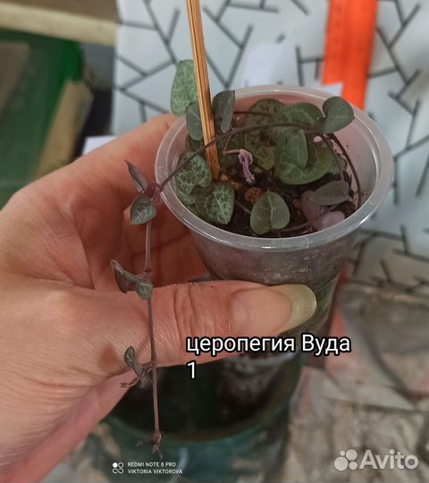 Церопегия Вуда