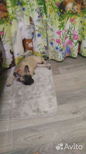 Домашняя передержка собак и кошек