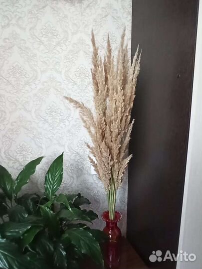 Сухоцветы букет