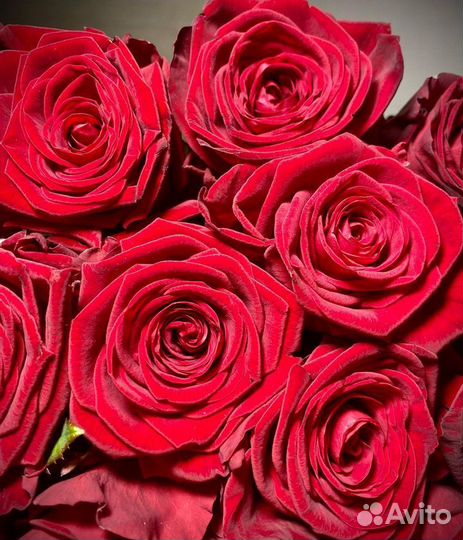 101 Роза, 60 см, Букет, Цветы с Доставкой