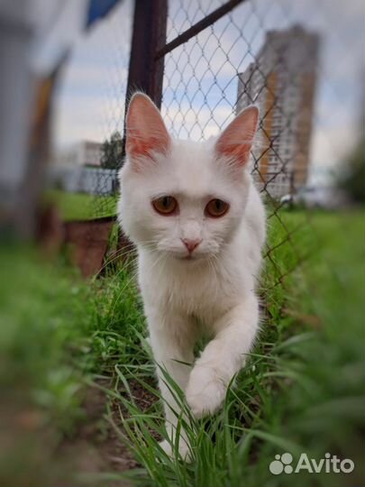 Кошка турецкая ангора