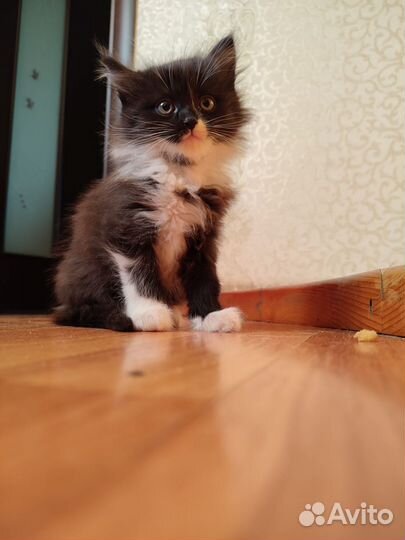 Котята в добрые руки приучены к лотку