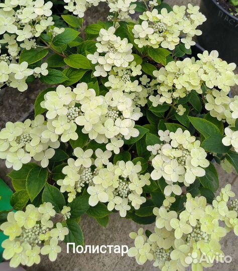 Гортензия метельчатая