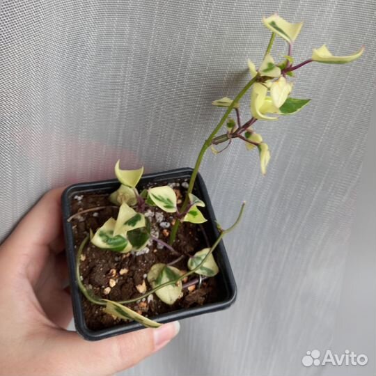 Суккуленты 2