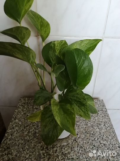 Эпипремнум 