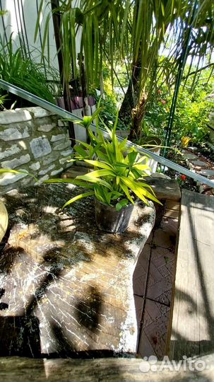 Циперус папирус