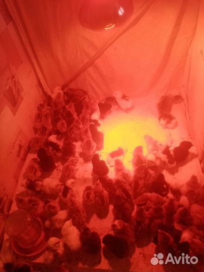 Инкубационное яйцо породистых кур, цыплята