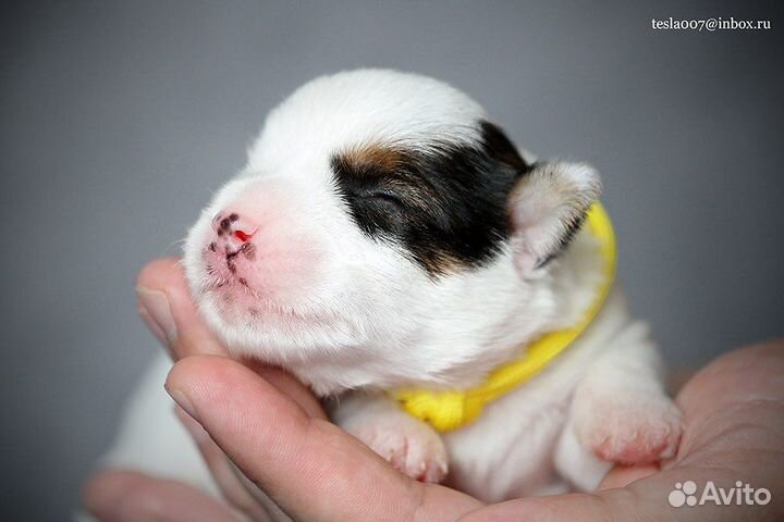 Джек Рассел терьер