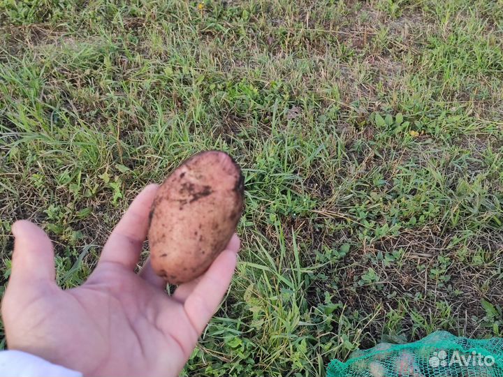 Картошка картофель крупный ведро 12 л