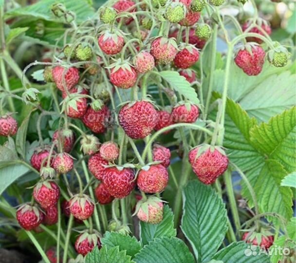 Земклуника Пенелопа