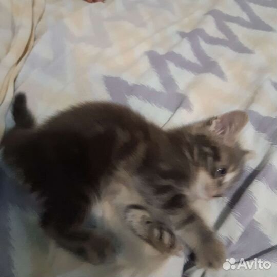 Котенок в дар бесплатно