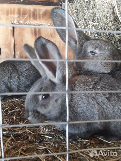 Кролики мясных пород