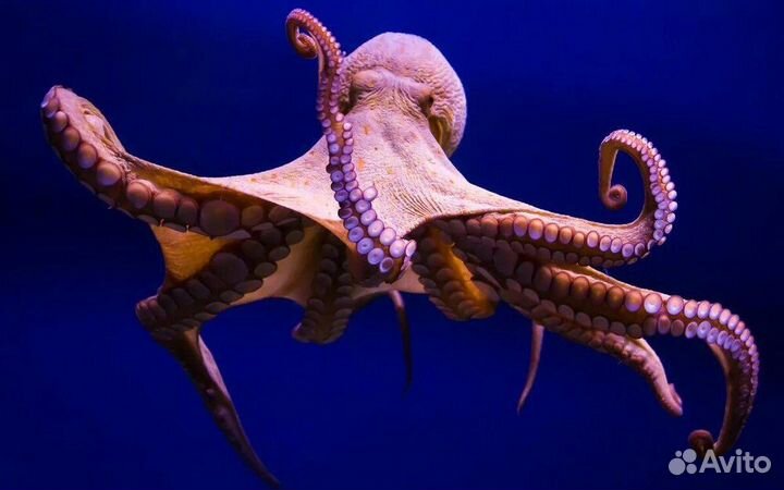 Продам фирму ооо 