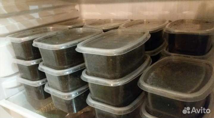 Червь навозный