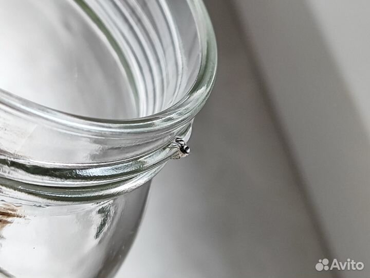 Паук-скакун Philaeus chrysops