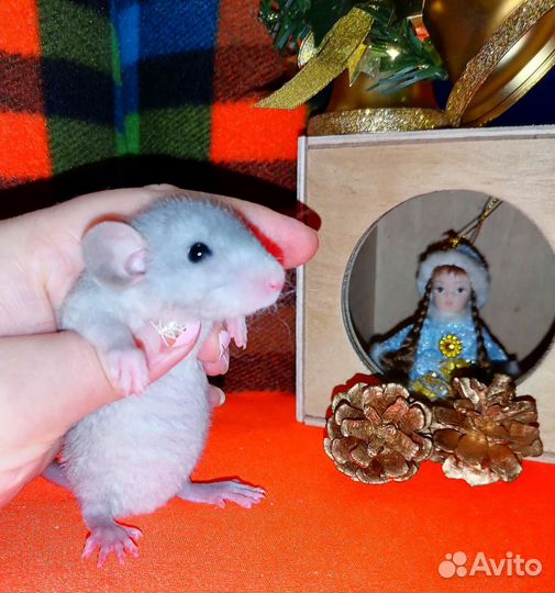 Крысята редкого окраса, крыса, дамбо