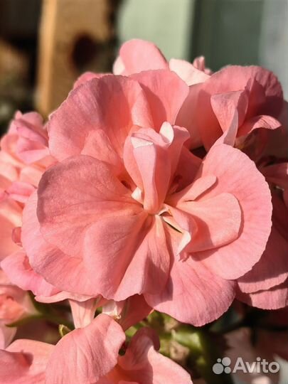 Пеларгония, пеларгонии, герань, герани