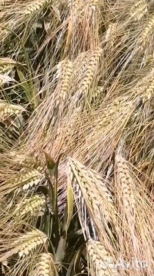 Элита, Ячмень озимый