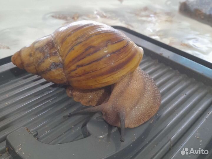 Улитки разных видов