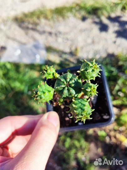 Красивые суккуленты