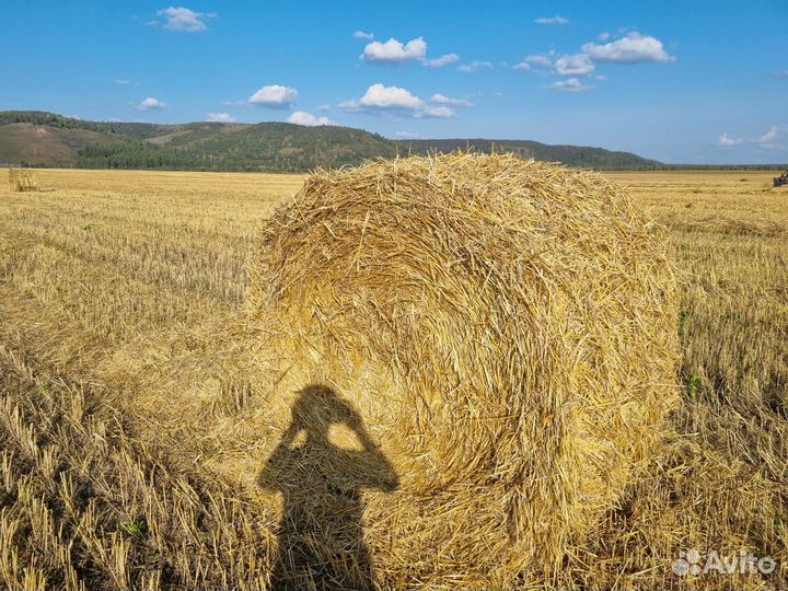 Солома