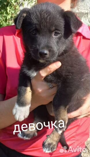 Щенок девочка