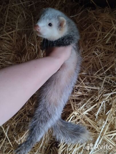 Хорек. Экзоты. Доставка. Привиты