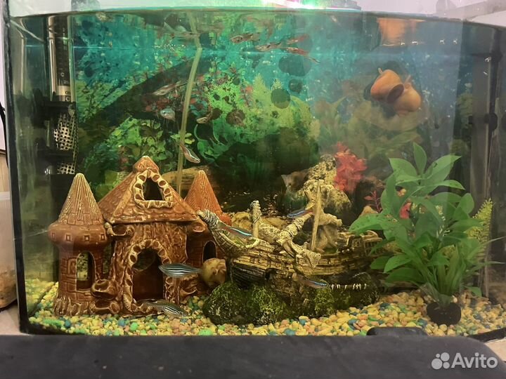 Аквариум с рыбками