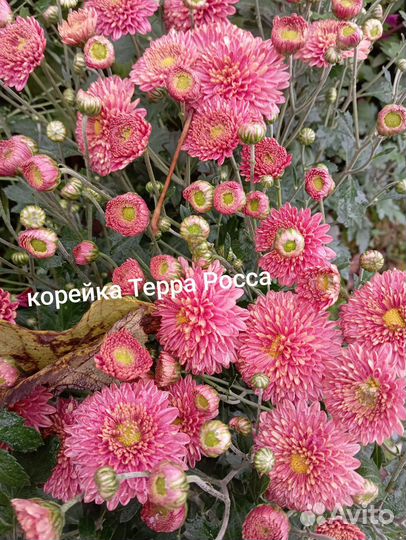 Хризантема корейская и мультифлора