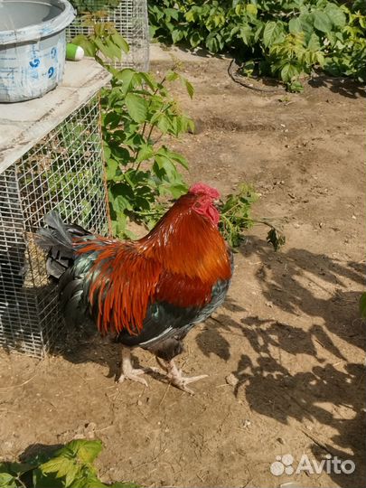 Петух маран