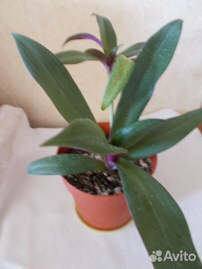 Комнатное растение - Рэо