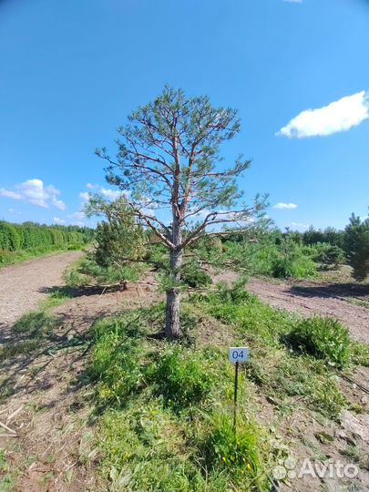 Обрезка плодовых и декоративных деревьев