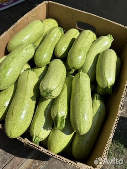 Кабачок на переработку