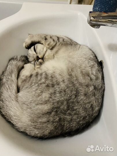 Шотланская вислоухая,вязка