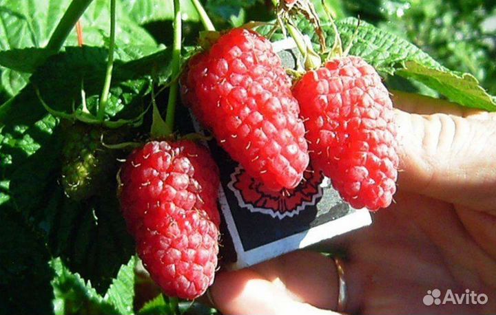 Саженцы малины