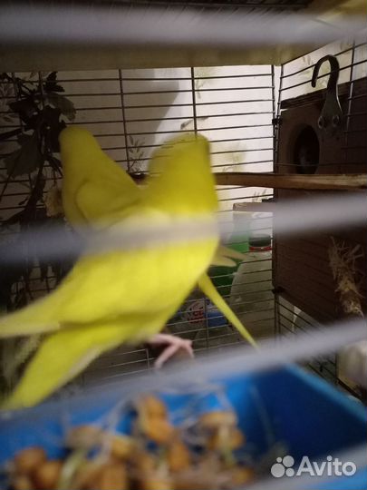 Волнистый попугай самец