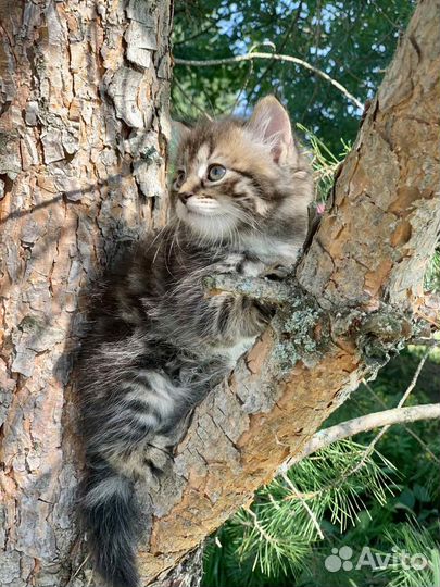 Чудесные чистокровные сибирские котята