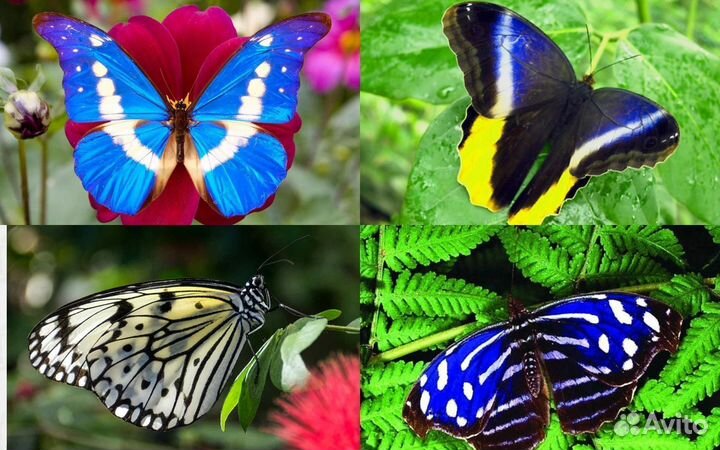 Детская Миниферма Тропических бабочек д/ф-8