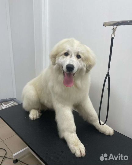 Груминг собак